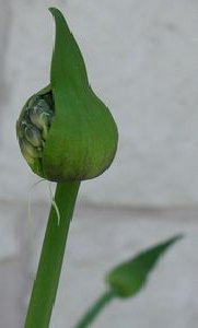 diurnal_archives001004.jpg