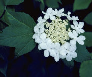 diurnal_archives012003.jpg