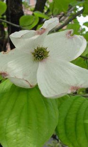 diurnal_archives013003.jpg