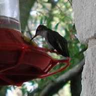 diurnal_archives021005.jpg