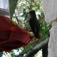 diurnal_archives021010.jpg