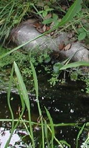 diurnal_archives023002.jpg