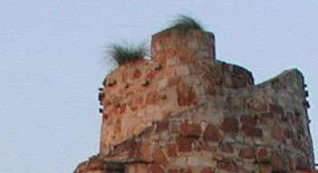 diurnal_archives025005.jpg