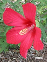diurnal_archives027006.jpg