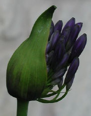 diurnal_archives028002.jpg