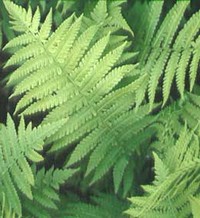 fern.jpg