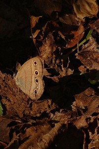 woodbfly2.jpg