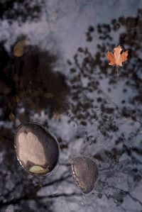pond%20reflections2.jpg
