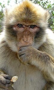ape_barbary2.jpg