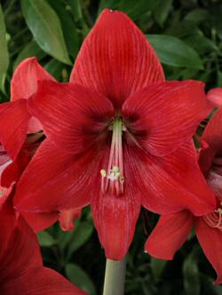 amaryllis6.jpg