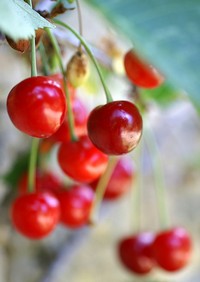 cherries%20morello2.jpg