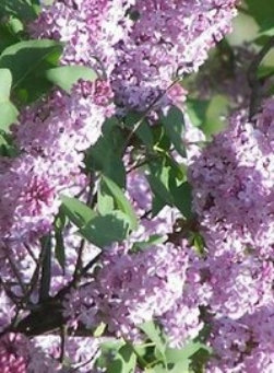 purple003001.jpg