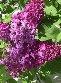 purple009003.jpg