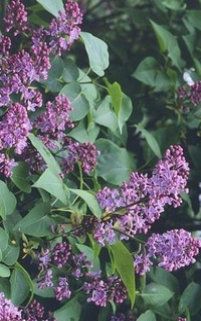 purple011003.jpg