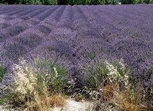 purple024003.jpg