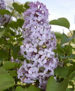 purple044003.jpg