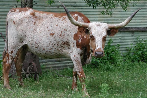 08-04-23coffeylonghorn.jpg