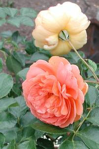 scrapbook058006.jpg
